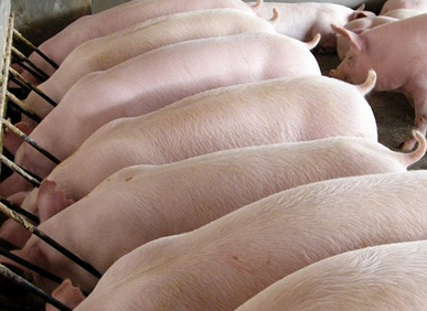 豬肉價格上漲，益生元保障健康！